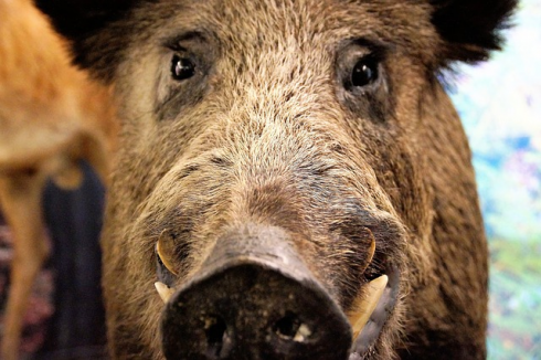 Anziano ucciso dal cinghiale nel suo orto in Liguria