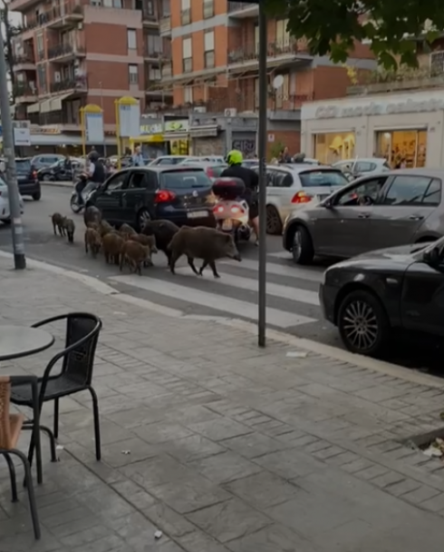 Ancora cinghiali in centro a Roma: indisturbati fra le auto e i tavolini dei bar in via Trionfale – IL VIDEO