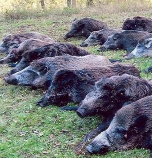 Cinghiali infetti, è allarme trichinosi: dopo 30 anni rispunta in alcune aree geografiche italiane la malattia trasmissibile anche all'uomo.