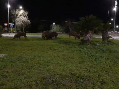 Una mandria di cinghiali a spasso a San Cataldo marina di Lecce