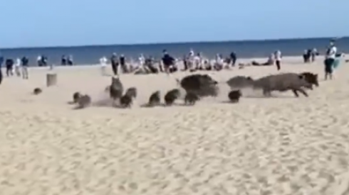I cinghiali irrompono sulla spiaggia tra lo stupore dei bagnanti - Video virale sui social !