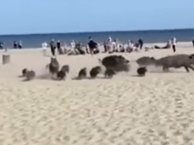 I cinghiali irrompono sulla spiaggia tra lo stupore dei bagnanti - Video virale sui social !