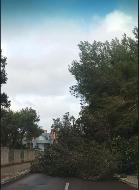 Lecce, un albero ad alto fusto cade tagliando in due via Rapolla