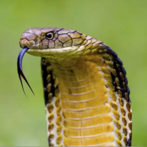 Scienziati, ad un passo dalla realizzazione dell'antidoto universale contro i morsi di serpente