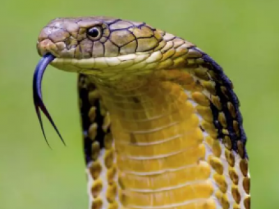 Scienziati, ad un passo dalla realizzazione dell'antidoto universale contro i morsi di serpente