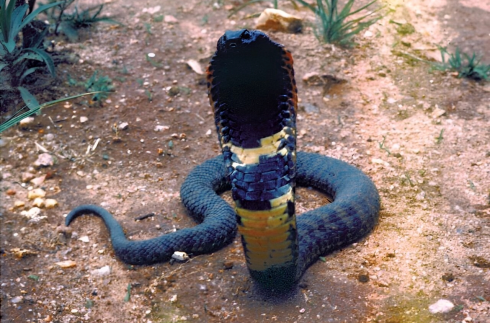 Nuova specie di serpente velenoso scoperta in un barattolo di alcol