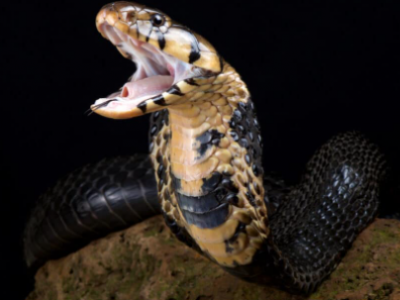 Vacanza mortale per un turista in Egitto: un tedesco muore per il morso di un cobra durante uno spettacolo in un hotel di Hurghada