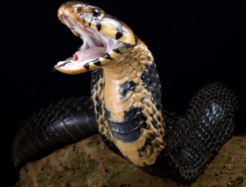 Vacanza mortale per un turista in Egitto: un tedesco muore per il morso di un cobra durante uno spettacolo in un hotel di Hurghada