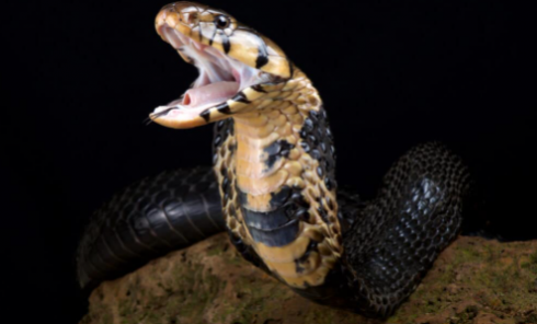 Vacanza mortale per un turista in Egitto: un tedesco muore per il morso di un cobra durante uno spettacolo in un hotel di Hurghada