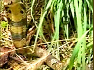 Allarme in Francia: un cobra velenoso tiene in apprensione l'intera citt&agrave;