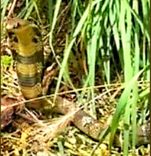 Allarme in Francia: un cobra velenoso tiene in apprensione l'intera citt&agrave;
