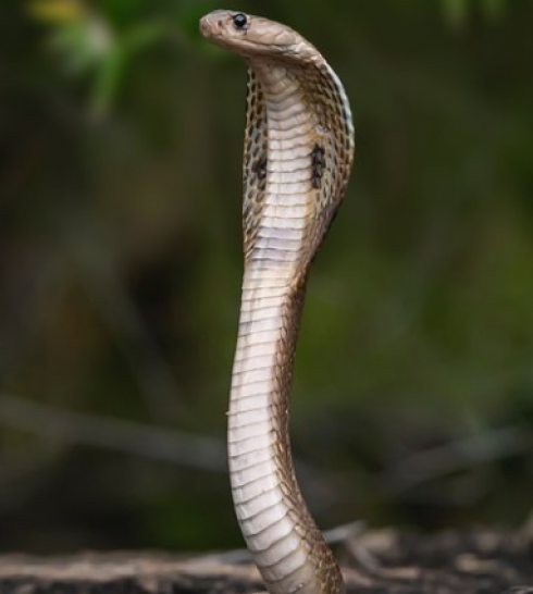 Un serpente capace di uccidere un elefante scappa dal suo terrario di uno zoo in Svezia