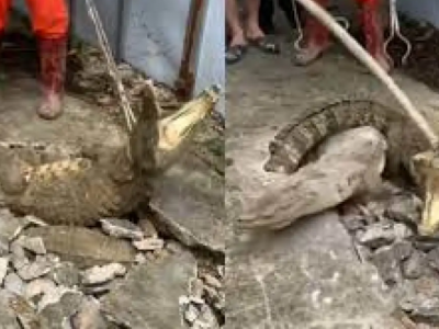 India: sono andati a controllare una crepa nel marciapiede e sono stati attaccati da tre coccodrilli – Il video