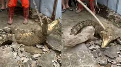 India: sono andati a controllare una crepa nel marciapiede e sono stati attaccati da tre coccodrilli – Il video