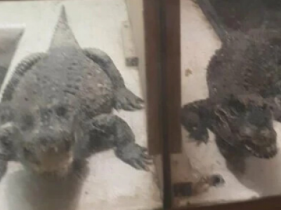 Scoperti due coccodrilli tenuti nel seminterrato per 20 anni