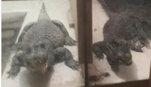 Scoperti due coccodrilli tenuti nel seminterrato per 20 anni