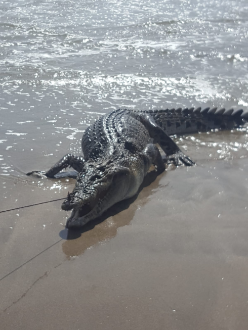 Panico in spiaggia: dal mare spunta un coccodrillo enorme