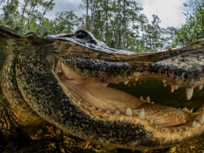 Australia, coccodrillo di 4 metri aggredisce un turista durante tour nella natura