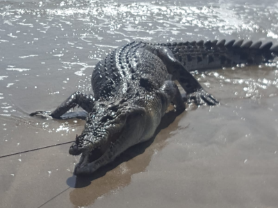 Panico in spiaggia: dal mare spunta un coccodrillo enorme