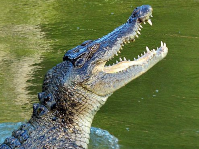 Bambino di 9 anni attaccato da un coccodrillo nel parco nazionale australiano