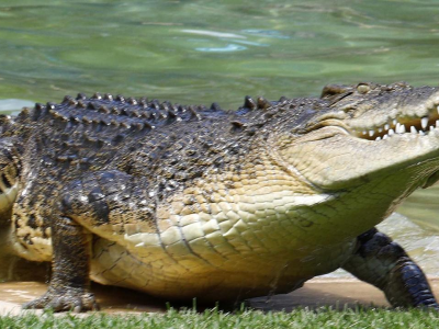 Australia, uomo attaccato da un coccodrillo nel Far North Queensland