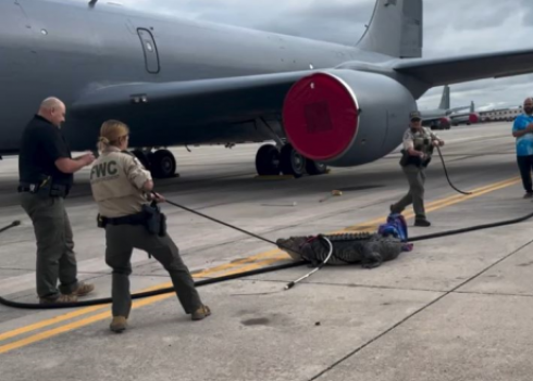 Paura in aeroporto, un coccodrillo vaga sulla pista della base aeronautica di MacDill in Florida, negli Stati Uniti