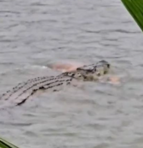 Indonesia, morte orribile per un 80enne in un fiume. È stato afferrato da un coccodrillo mentre faceva il bagno