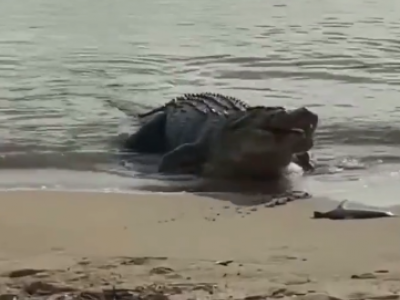 Australia, raro filmato di un coccodrillo che mangia due piccoli di squalo in riva