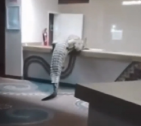 Un coccodrillo entra in un ristorante in Zimbabwe, lasciando i clienti sbalorditi &ndash; Il video