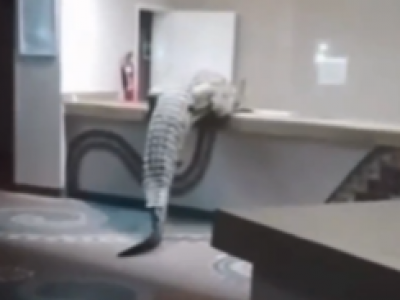 Un coccodrillo entra in un ristorante in Zimbabwe, lasciando i clienti sbalorditi &ndash; Il video