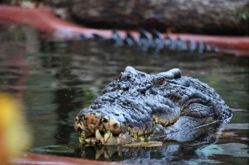 Incontri fatali con animali selvatici in Costarica: calciatore 29enne ucciso da un coccodrillo