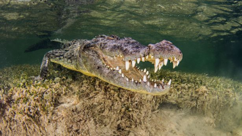 Subacqueo morso sulla testa da un coccodrillo nella Grande Barriera Corallina. 