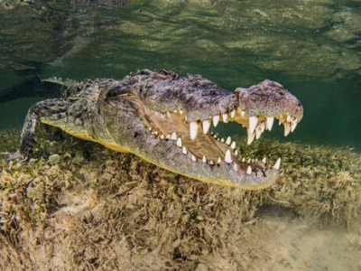 Subacqueo morso sulla testa da un coccodrillo nella Grande Barriera Corallina. 
