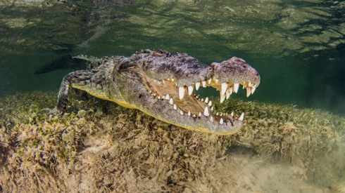Il coccodrillo morde la testa del bambino di 6 anni e lo trascina sott'acqua vicino alla spiaggia. 