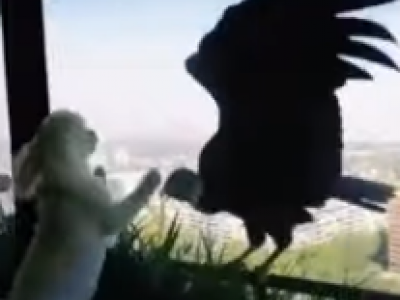 Video shock: due condor osservano minacciosamente tre barboncini dietro la finestra di un appartamento. 