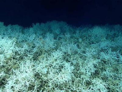 Al largo della costa est degli USA scoperta una barriera corallina più grande del Vermont