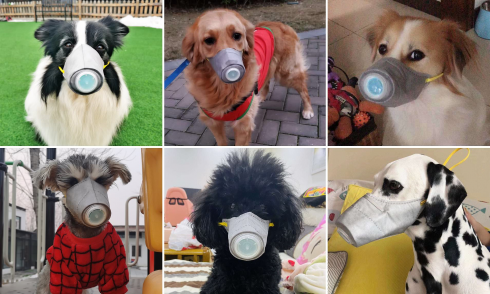 Psicosi da coronavirus, in Cina maschere anche per gli animali.