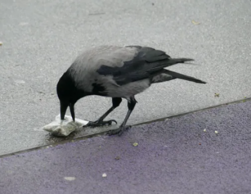 Vienna, un corvo scova una bustina di marijuana e la mangia. 