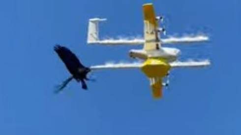 Corvo attacca drone per la consegna del caffè e farmaci - VIDEO