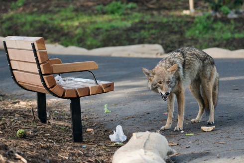 Stati Uniti D'America. Bambino e uomo morsi da coyote nel centro di Chicago.