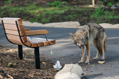 Stati Uniti D'America. Bambino e uomo morsi da coyote nel centro di Chicago. 