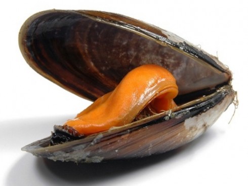 Cozze dalla Grecia contaminate dal virus dell'epatite A, allarme in Italia