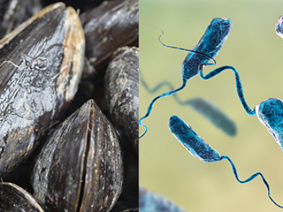 Vibrio parahaemolyticus nelle cozze a marchio L’Acquachiara