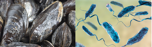 Vibrio parahaemolyticus nelle cozze a marchio L’Acquachiara
