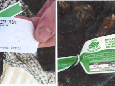 Nuovo allarme Escherichia coli nelle cozze