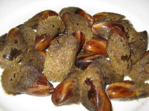 Cozze pelose greche contaminate, allarme europeo: “Contengono il batterio Escherichia Coli”