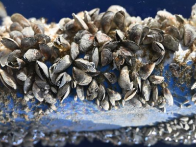 Una cozza alloctona minaccia i nostri laghi: &egrave; la cozza quagga, specie aliena invasiva ampiamente diffusa a Nord delle Alpi