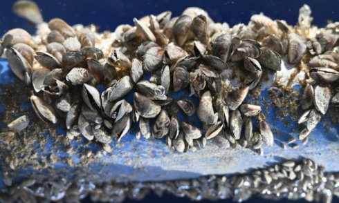 Una cozza alloctona minaccia i nostri laghi: &egrave; la cozza quagga, specie aliena invasiva ampiamente diffusa a Nord delle Alpi