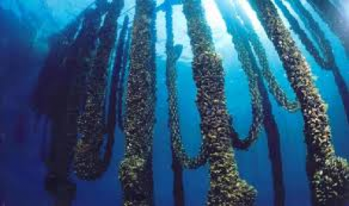 Allerta del RASFF per sindrome diarroica da cozze vive italiane