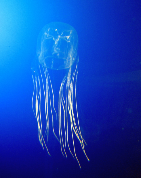 Diciassettenne australiano muore per il morso di una medusa mentre nuota. 